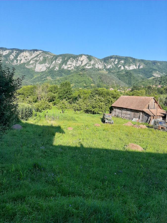 Pensiunea Codru Sălciua de Jos Exterior photo
